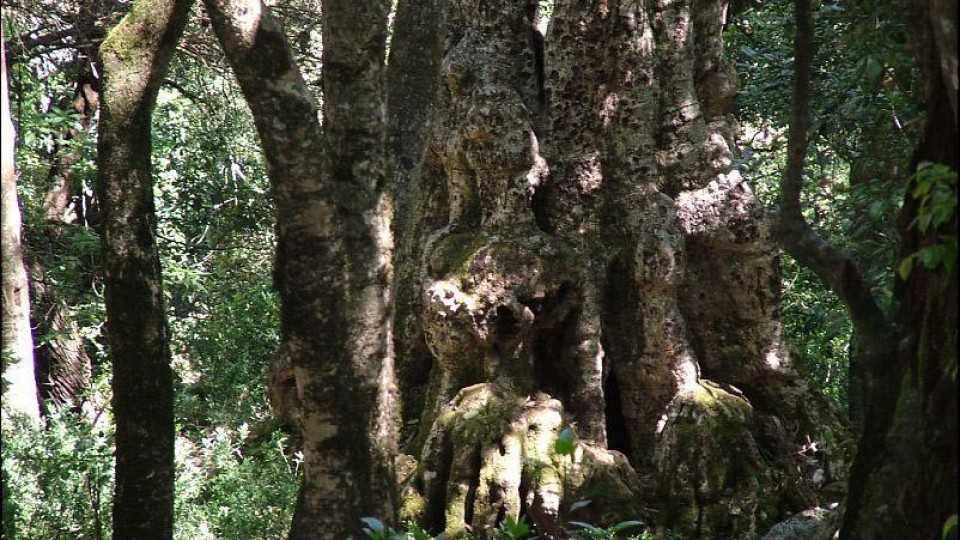 500 years old tree