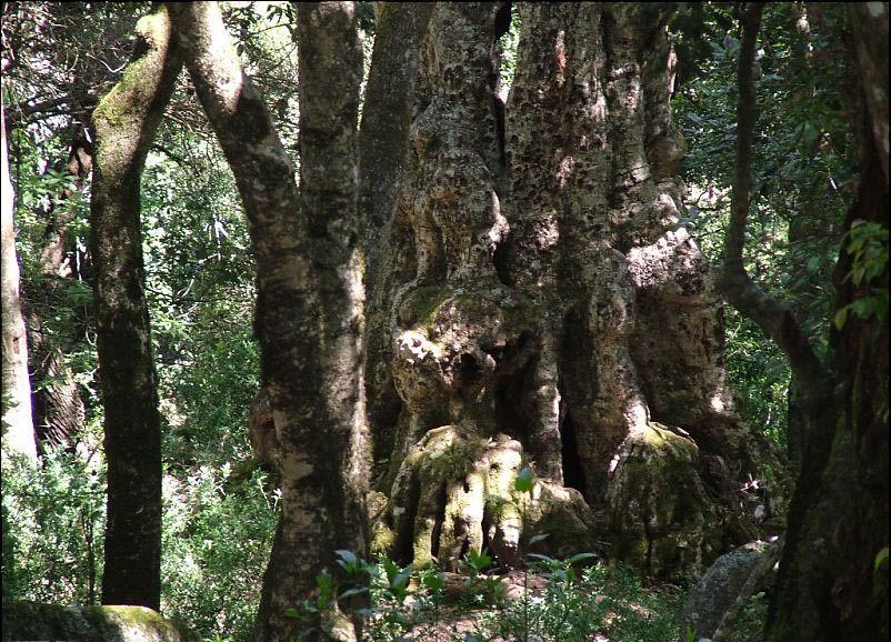 500 years old tree