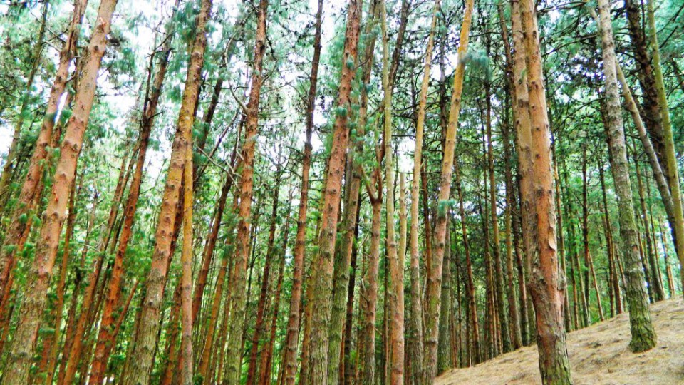 pine forest
