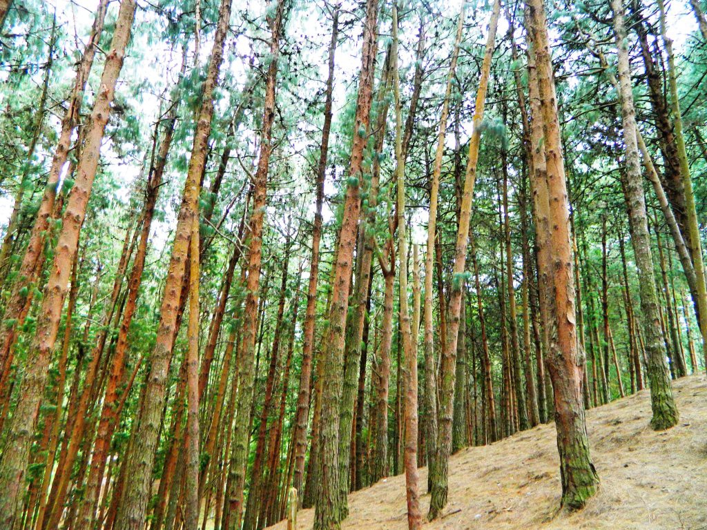 pine forest